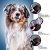Newly Launched 8-month Anti-flea and Anti-lice Sub-collars for Cats and Dogs In 2020