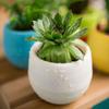 2 Layer Drain Hole Succulent Pot Mini Flower Pot Desk Green Plant Flowerpot Nursery Pots Home Garden Decoration Planters
