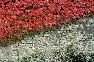10 semien Virginia Creeper Seeds - okrasná fasádna dekoratívna rastlina - reprodukovateľné semená roľníkov - Semi-Wild
