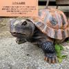 [S.T.S.G] Tortoise Figurine, Garden Ornament, Realistic Decor, Perfect for Gardening, Home Decor, or as a Gift (Large Tortoise (Medium))