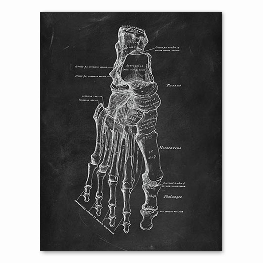 Human Anatomy Artwork Medical Clinic Wall Picture Skeleton Organ Muscle System Vintage Canvas Print Body Education Poster