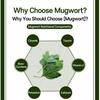 Green pot mugwort powder, 300g