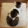 Brød Katte Senge Ristet Brød Skive Stil Kæledyrsmåtter Pude Blød Varm Madras Seng