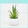 Succulent Vera Aloe Miniature Green Potted Plant For Home Office Decor Desk
