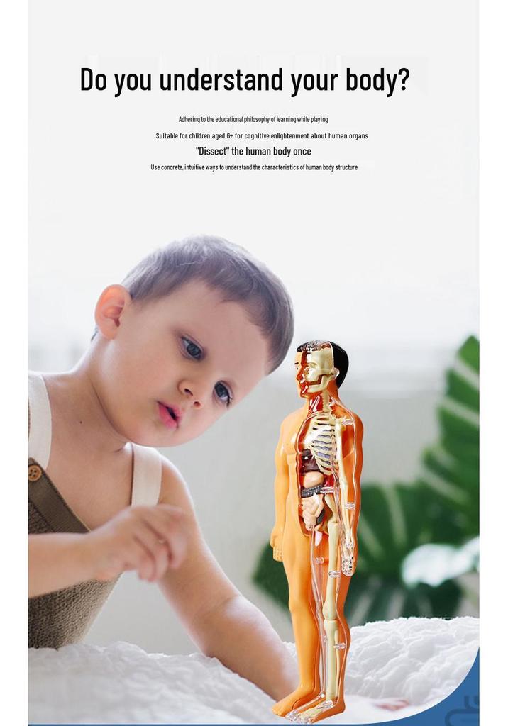 STEM Educational Human Skeleton Model for Kids: Cognitive Science & Organ Assembly Toy