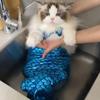 Pet Mermaid Tail Swimsuit Costume for Dogs and Cats