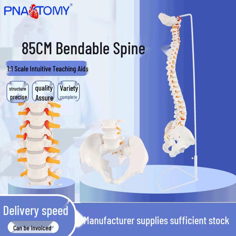 85cm Flexible Human Spine Model: White Pelvis & Cervical Vertebrae for Yoga & Osteopathy Teaching 85cm