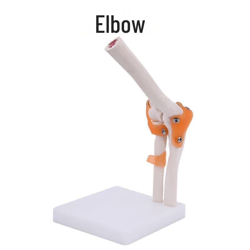 Human Joint Anatomical Models