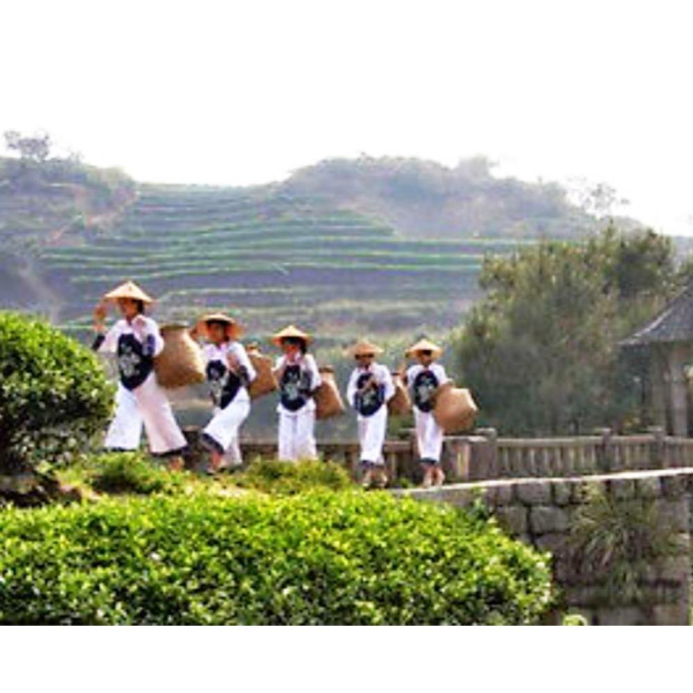 Dark Oolong Dahongpao Big Red Robe Tea 250g Premium Loose Leaf Wu Long