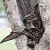 Dinosaur Pterosaur Figure: Jurassic Pterodactyl Winged Toy
