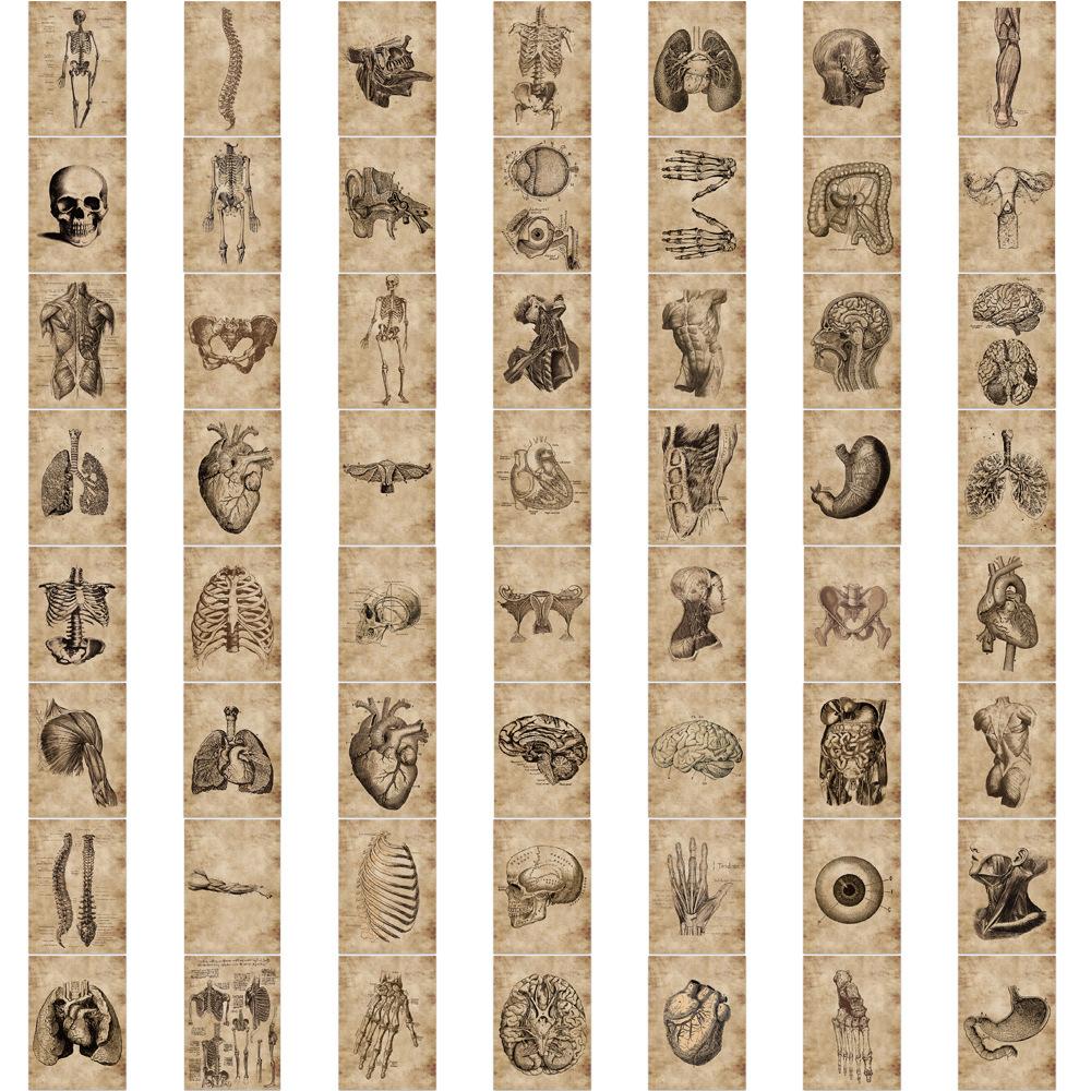 56 Human Bone Diagrams Graffiti Stickers Can Decorate Suitcase Pen Guitar Notebook Waterproof Explosive