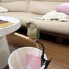 Adjustable Bird Perch Stand Clip-On Training Bird Stand Parrot Potty Training Platform  Training
