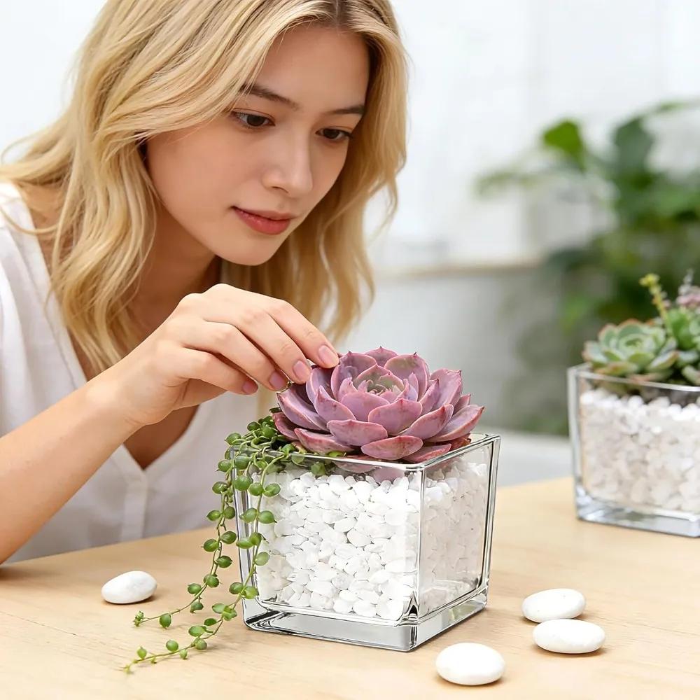Planter Transprent Square Glass Vase Geometric Hydroponic Flower Pot Cube Vase Desktop Decor