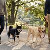 Verstellbare Schlaufe Hund Schlingleine Helle Farbe Haustierseil Komfort Zug Trainierleine Haustiertraining
