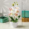 1pc Artificial Flower Orchid Flowers 27cm Height ABS Artificial