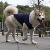 Golden Retriever Samoyed Cat Clothes Vests Dog and Cat Clothes Pet Supplies Cotton
