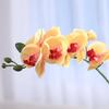Moisturizing Phalaenopsis simulated flower home furnishing hotel wedding decoration fake flower bonsai simulated plant