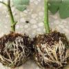 9Pcs Plant Propagator Ball Boost Plant Growth No Damage Translucent Increase Rooting Rate Indoor Outdoor Use
