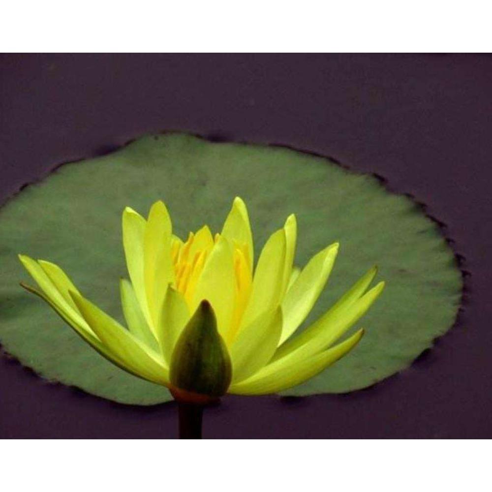 Natural Herbal Yellow Lotus Tea 500g Detox Energy Boost for Men Women