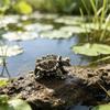Brass-Toned Alloy Mini Snapping Turtle Figurine Lifelike Details Vintage Finish For Aquarium Desktop Garden Decor