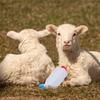 Livestock Nursing Bottles: Small-Scale Milk Bottles for Lambs and Goats