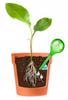 Irrigation Balls for Plants and Flowers 1 Piece