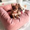 Silver Dog Car Seat