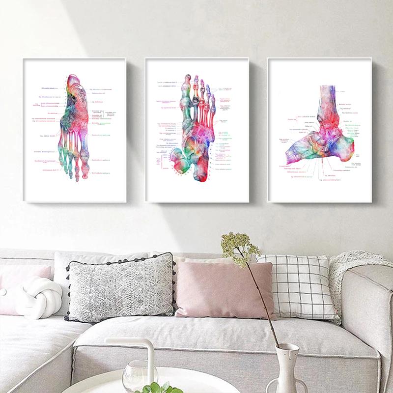 Moderne kleur menselijke anatomie diagram medische skeletstructuur voet poster Nordic canvas educatieve decoratieve schilderkunst aan de muur