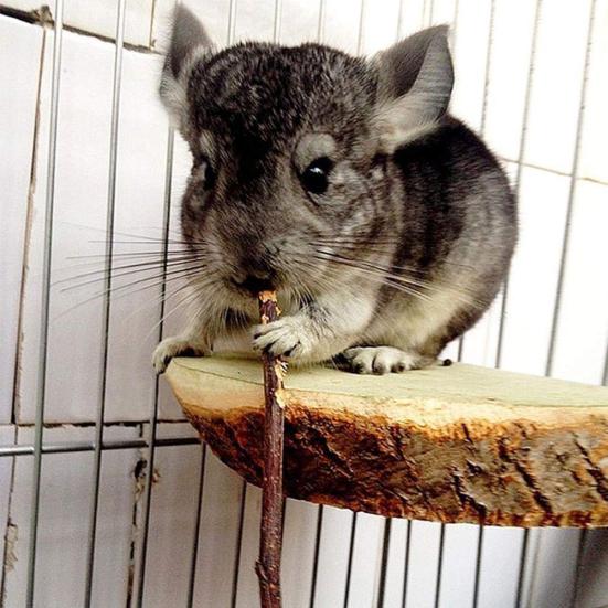 20/40/60Pcs Hamster Chew Sticks Eco-friendly Bite-Resistant Apple Tree Rabbit Chew Toys Pet Teeth Grinding Stick for Home