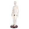 20.5 Inch Acupuncture Model Accurate Full Body Human Acupoint Model with Base Rotatable Arms for Teaching Student Demonstration White Hard