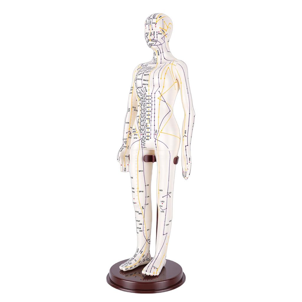 20.5 Inch Acupuncture Model Accurate Full Body Human Acupoint Model with Base Rotatable Arms for Teaching Student Demonstration White Hard