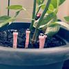 5 Stück Lustige Miniatur-Wurm-Pflanzen-Dekorationen Niedliches Design Topfpflanzen-Dekor DIY-Terrarium