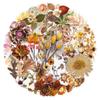50pcs/1 lot Dry Plant PET Transparent Stickers - Retro Flowers and Leaves Realistic INS Tea Cup Notebook Envelope Stickers