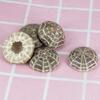 Sea Urchin Shell High Durability Exquisite Shape Eye-catching Seashell Conch Ornament DIY Home Decoration Birthday Gift