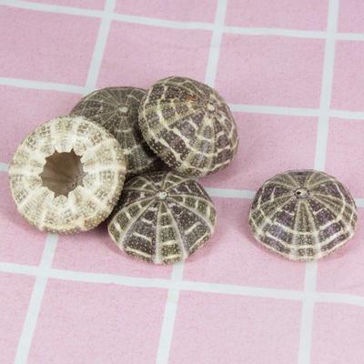 Seeigel Schale Hohe Haltbarkeit Exquisite Form Auffällige Muschel Muschel Ornament DIY Heimdekoration Geburtstagsgeschenk
