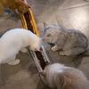 Slanted Bowls Small Dog 15° Tilted Water Feeding Dish 14in Long