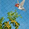 Bymaocar 100"X50" Nylon Netting for Bird Poultry Aviary Anti Bird Mesh Collect Leaves Net Practical & Secure Nautical Game Décor