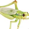 Locust Life Cycle Set Growth Stage Model Teaching Aids Classroom Figurines for Boy