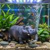 Pneumatic Hippo Oxygen Pump Efficient Realistic Aquarium Hippo Ornament Air Pump Aerator Fish Tank Filter Aquariums