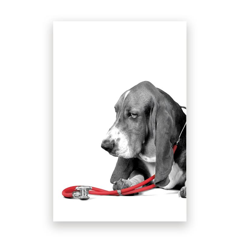 Pet Care Art Prints Black White Photography Posters Cat Dog Canvas Painting Animal Clinic Wall Pictures Veterinary Office Decor