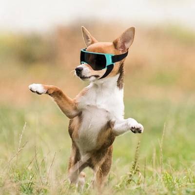 Gogle dla psów Małe rasy Okulary przeciwsłoneczne z ochroną UV Wiatroodporne Przeciwmgielne Nietłukące dla małych i średnich psów