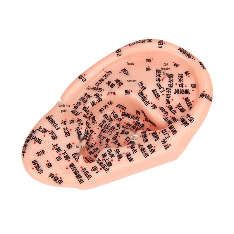 18cm Ear Acupuncture Meridian Model