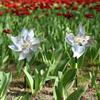 10 Pack Bird Repellent Scare Pinwheels, Bird Reflective Deterrent Pinwheel Device Outdoor Birds Away for Lawn