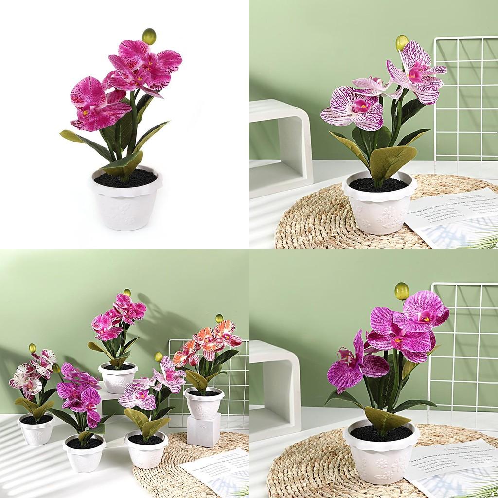 Artificial Phalaenopsis Flower Decor With Plastic And Silk Materials For Indoor Garden And Photography Props
