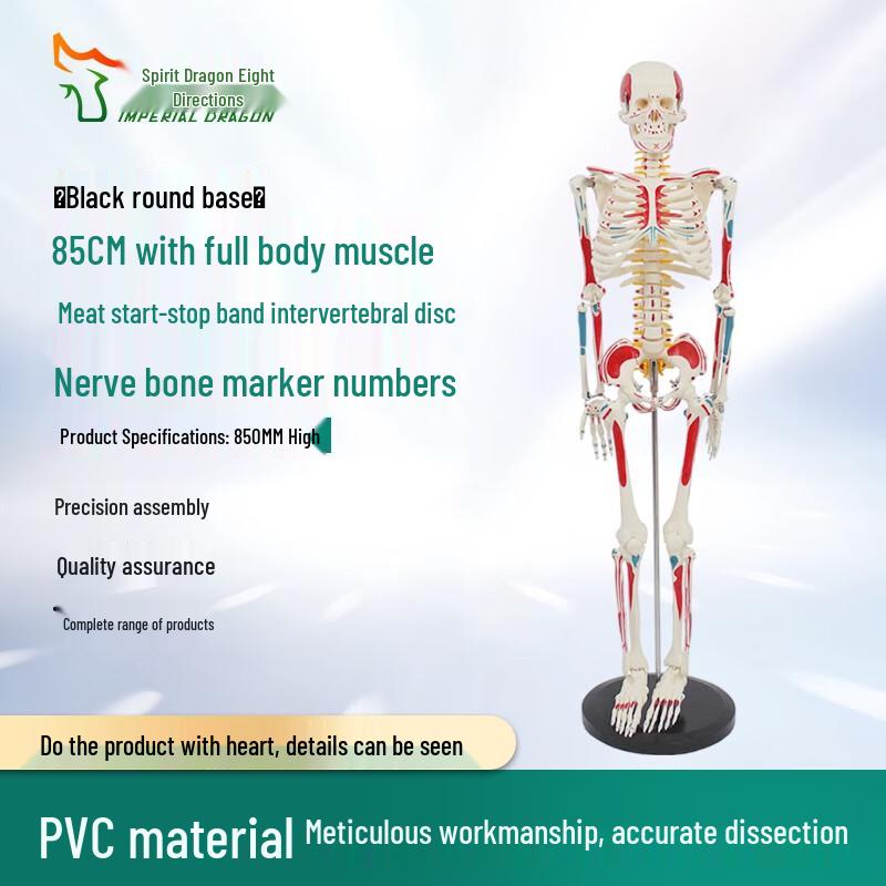 85CM Human Skeleton Model with Muscle Origins & Nerves