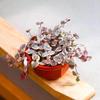 Heart To Heart Love's Vine: Cute Hanging Succulent for Beginners