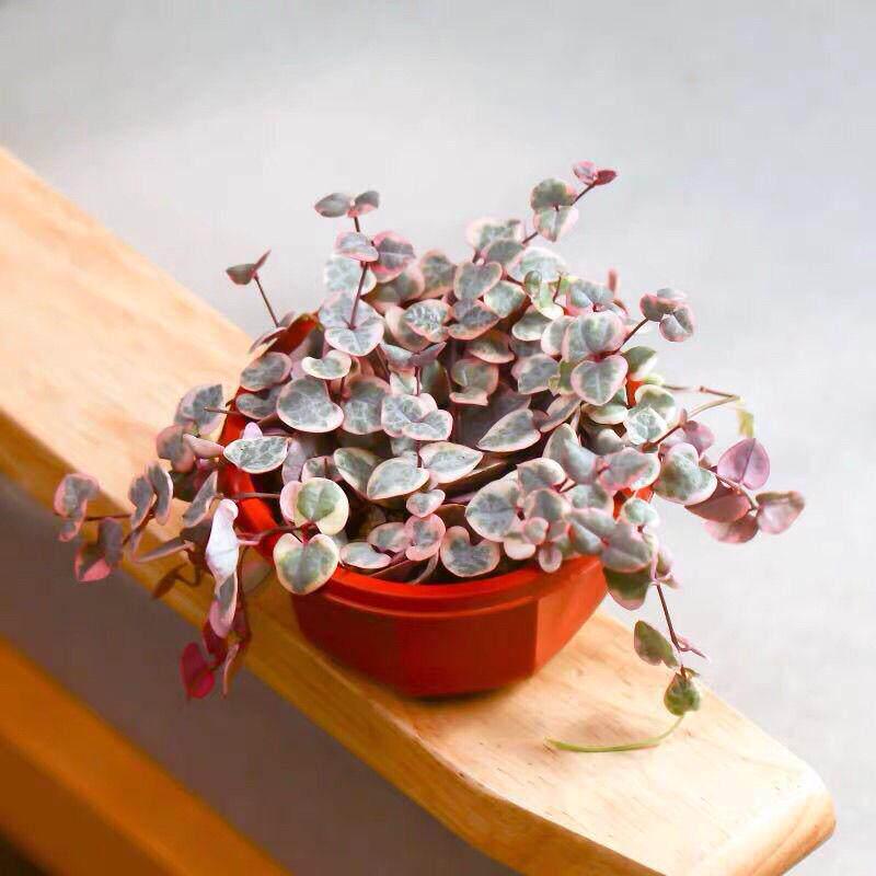 Heart To Heart Love's Vine: Cute Hanging Succulent for Beginners