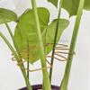 Plant Support Adjustable Metal Plant Support Climbing Stem Holder Monstera Stabilizergardening Tools and Planting Supplies