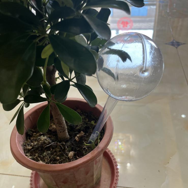 Automatyczna kula do podlewania roślin ogrodowych