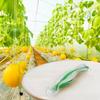 1 X Support Net Garden Plant Fruit Trellis Support Net Plants Climbing Frame Support For Pea 2M X 100M For Climbing Plants